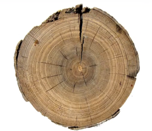 tree rings, mega drought tree ring, spaces in tree trunks, dendrochronology